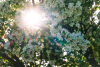 Spring Breeze (Photo by Mackenzie Lowe)